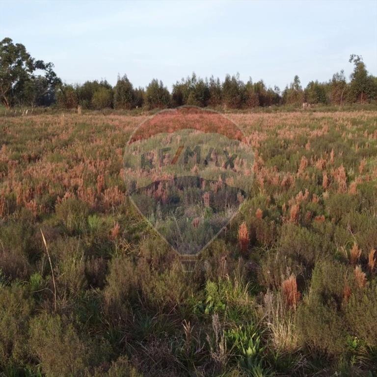 Venta de Campo 3 Ha. en Ruta 8 Km.45 Empalme Olmos