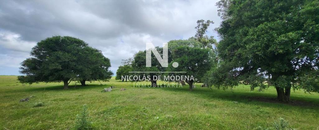 En venta campo en Treinta y Tres, ubicado a 12 de