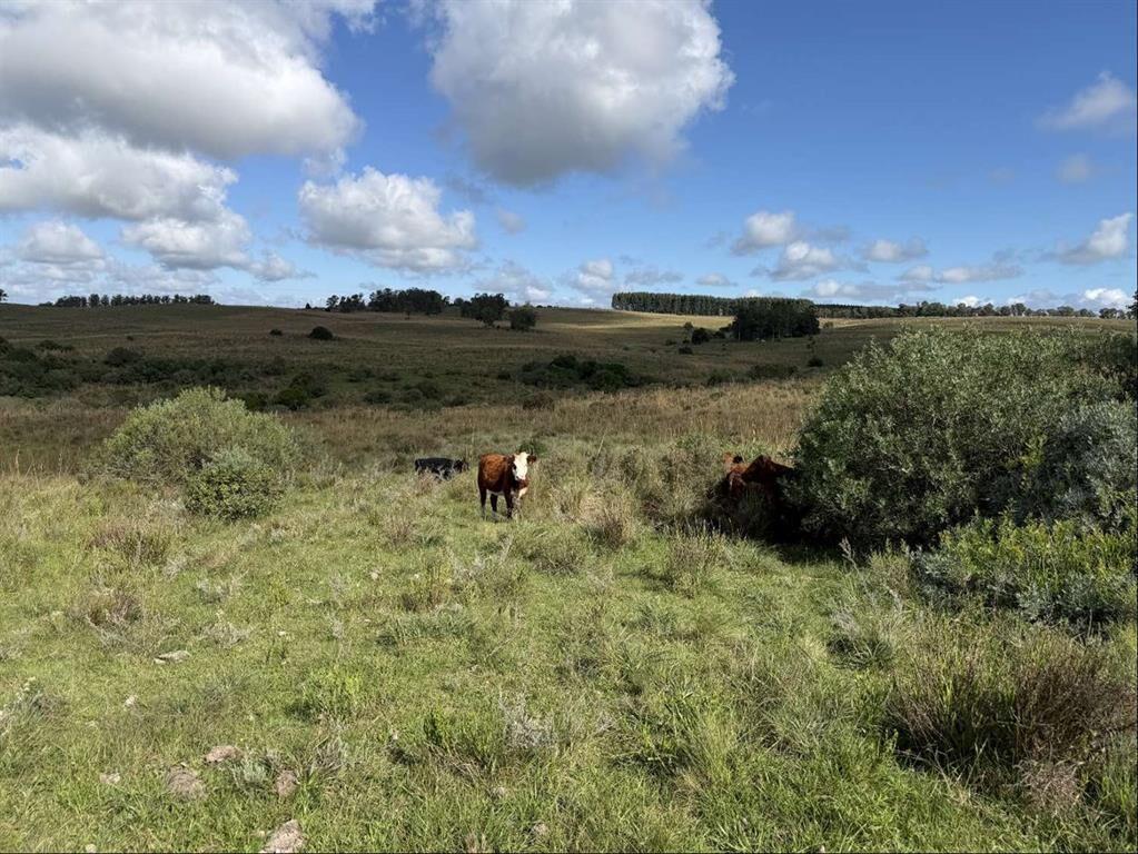 Campo 221 há Caza Mayor y Turismo sobre Ruta 98 — Sierra, A