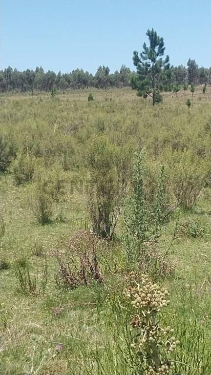 Campo Alambrado en San Jacinto, C/ Gran Tajamar, Zona alt...
