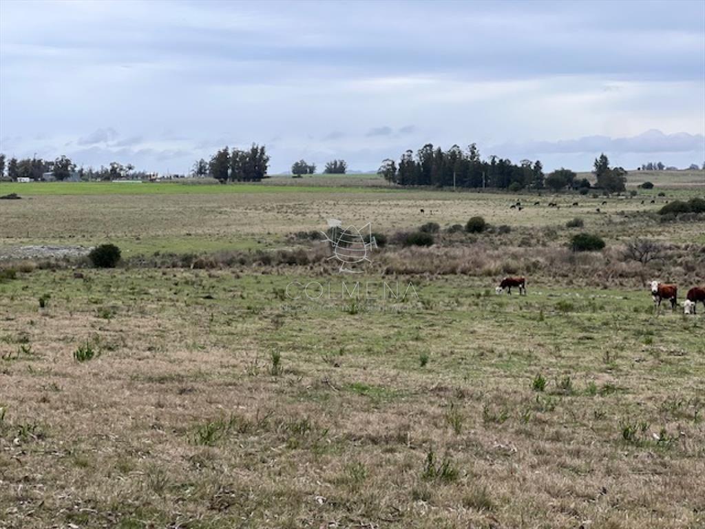 Campo de 22 has 6862 m2 cerca de Punta del Este