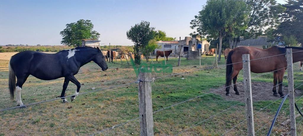 Venta de Campo, Paso del Sordo, Florida, campo de