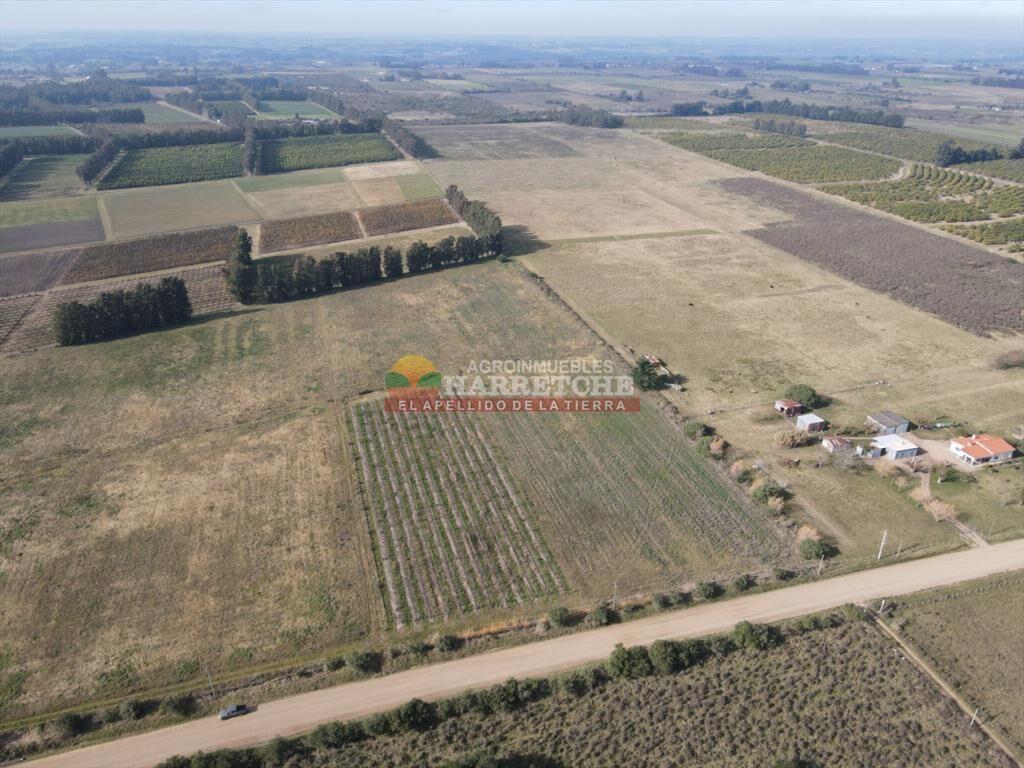 Chacra de 3 has en Los Cerrillos, a pasitos del