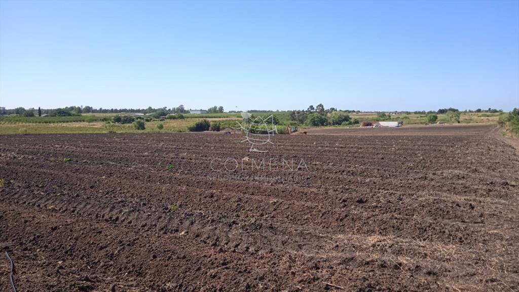 Excelente OPORTUNIDAD de inversión Campo 6,7Has