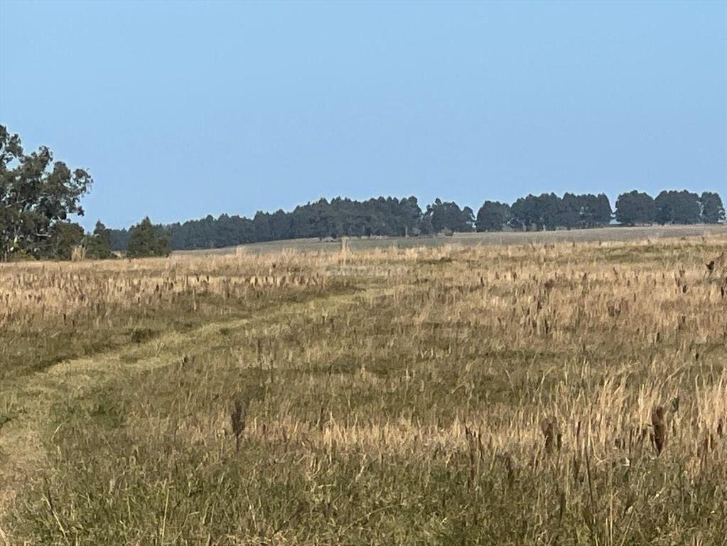 Estancia Ganadera 450 ha en Cerro Largo