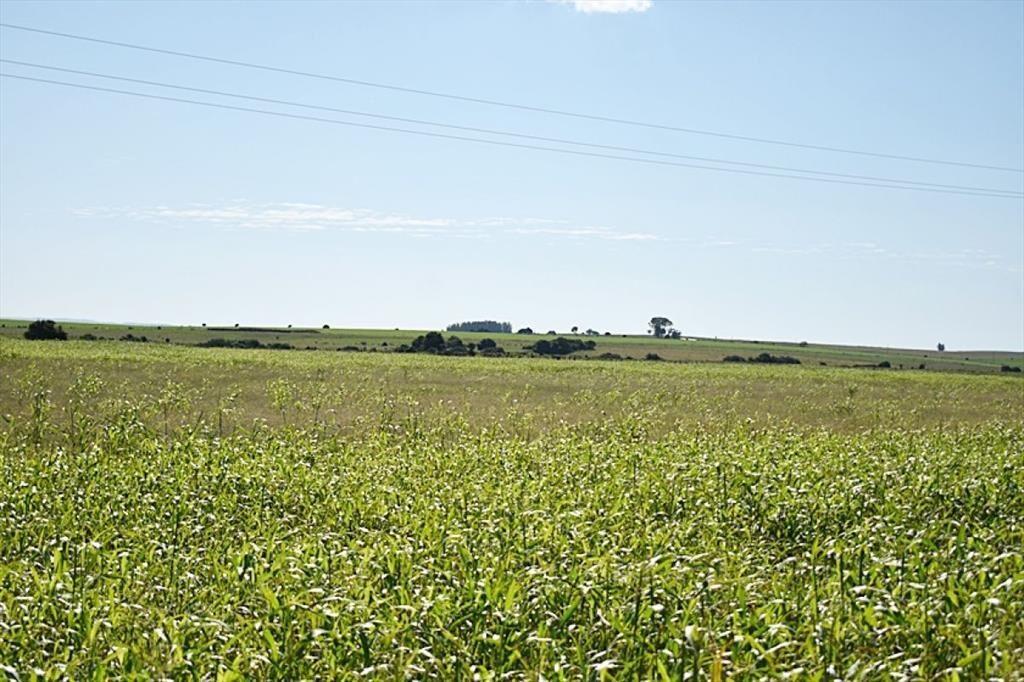 36 ha. sobre ruta 9