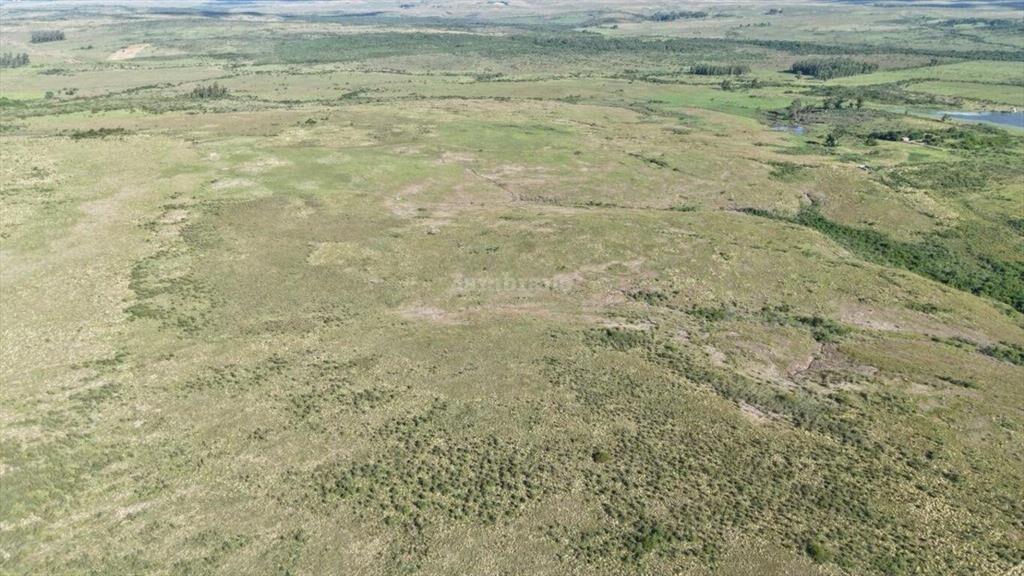 Campo Ganadero en Artigas