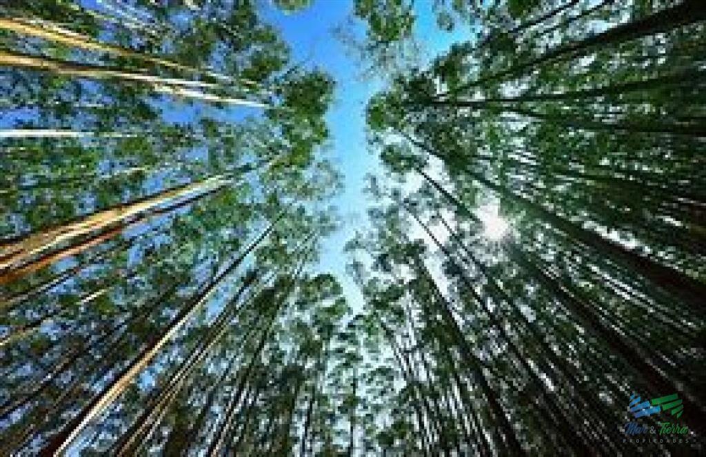 Campos Forestales