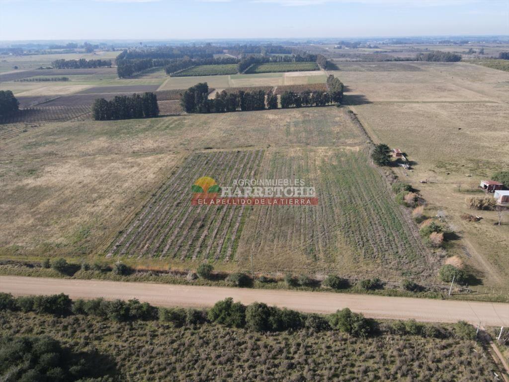 Chacra de 3 has en Los Cerrillos, a pasitos del