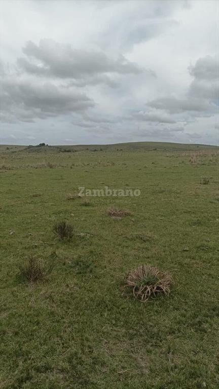 Establecimiento Ganadero I Cerro Largo I Ha: 950. IC:85.
