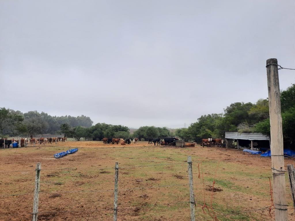 Buen predio rural, 24 héctareas a 600 m Ruta 5, KM 50.