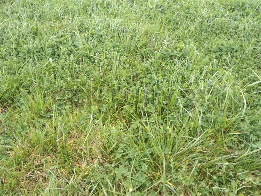 Venta Campo Productivo en Lavalleja de 26,5 hectáreas. Ru...