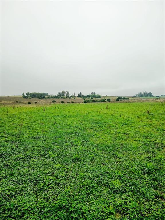 Campo 29,5 Hás. A17 Km de San José de Mayo