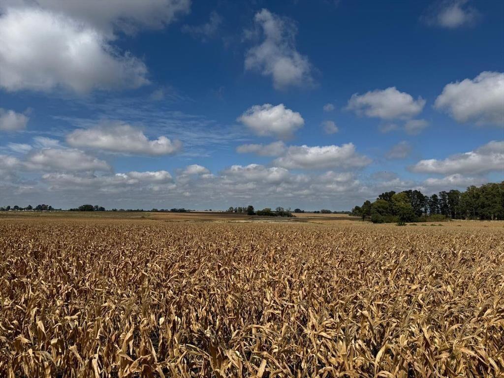 Venta de Campo Agrícola en Soriano