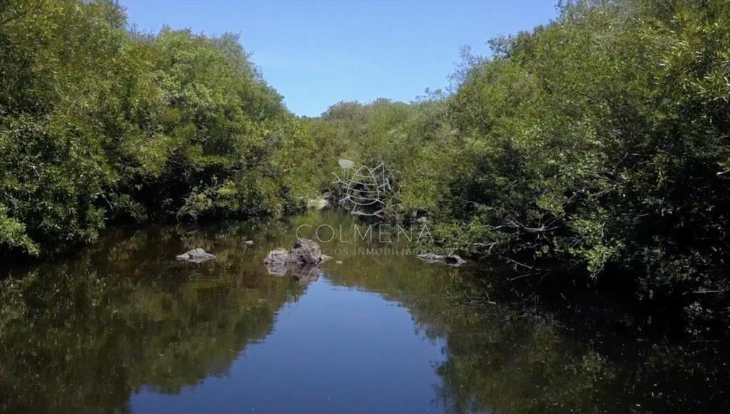 Campo de Olivos