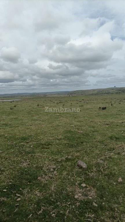 Establecimiento Ganadero I Cerro Largo I Ha: 950. IC:85.