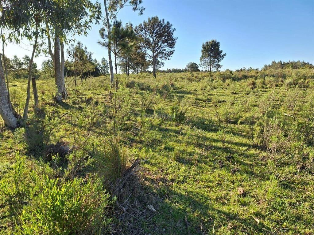 Chacra I Montevideo I Ha: 3. IC: 130.
