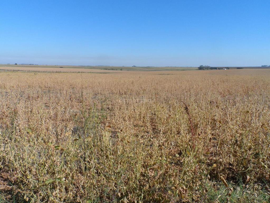 Estancia Agricola Ganadera 1600 ha en Paysandú