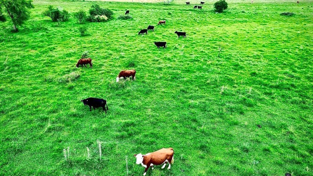 CAMPO 180 HAS. AGRICOLA GANADERO PAYSANDU