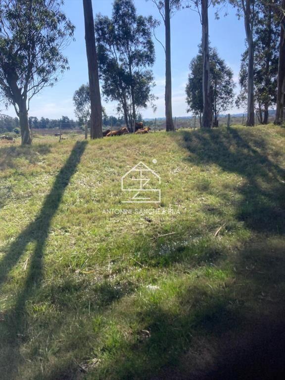 Campo Cerro Aspero Rocha