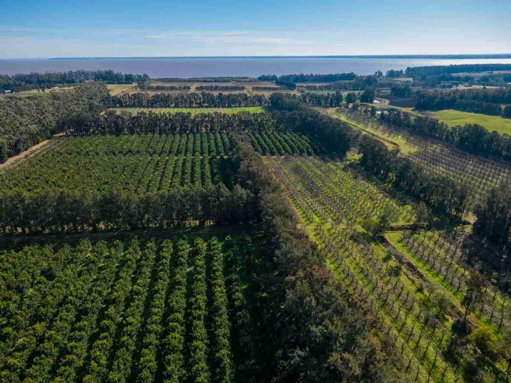 VENTA DE CHACRA 20 has EN PUNTA ESPINILLO