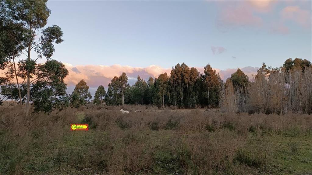 Venta - Campo de 5,6 hectáreas - A 8 km de Atlantida
