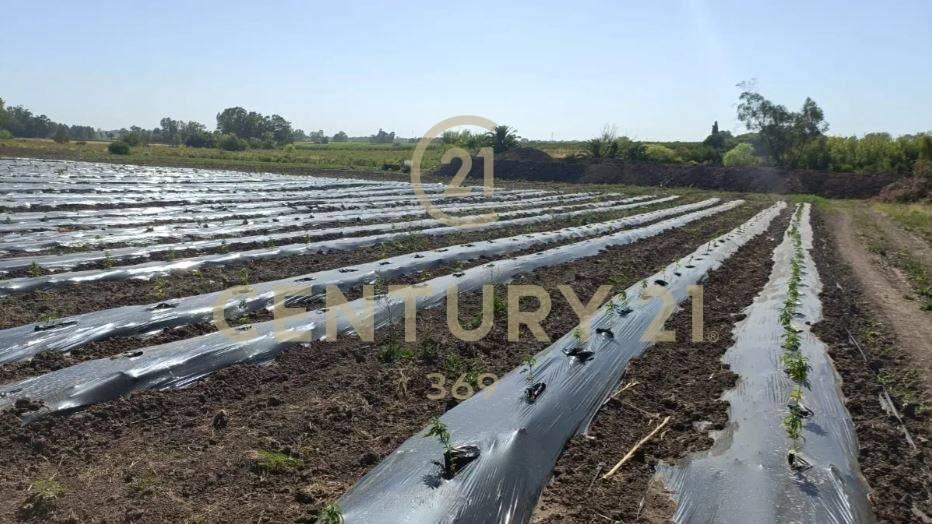 INVERSION CHACRA 6.8 HA -CON INVERNADEROS-PRODUCCION CULT...