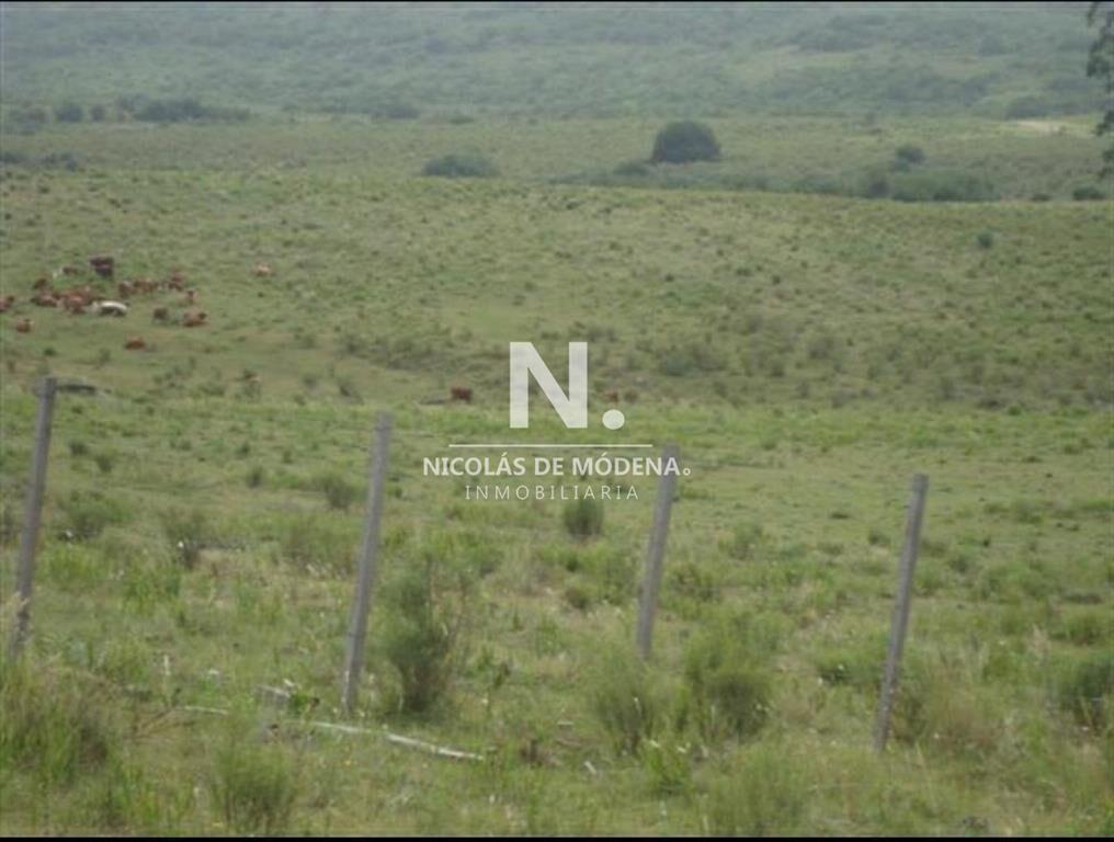 Campo de 95hás.