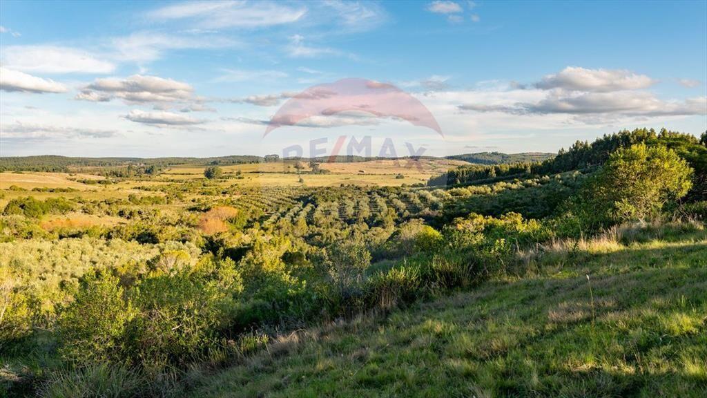 Venta de Campo con olivos en Rocha