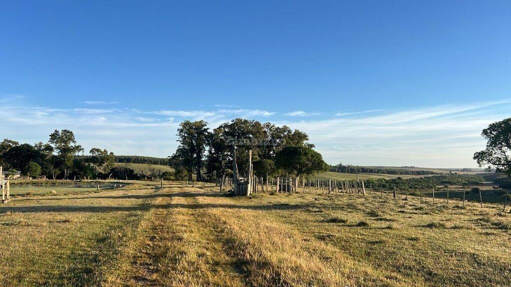 Campo Forestal Ganadero en Cerro Largo