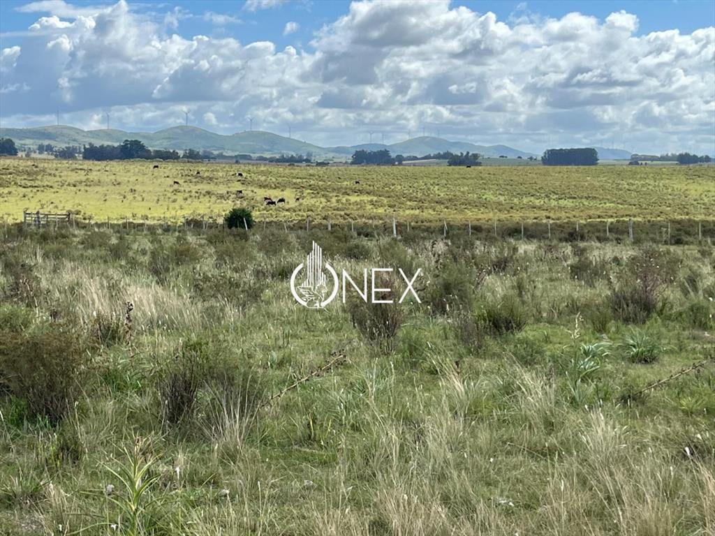 Gran campo agrícola Ganadero 77 hectáreas en a