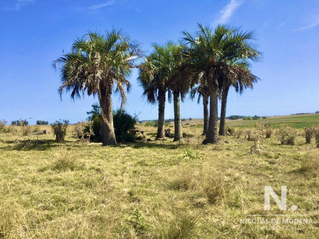 Campo productivo en zona José Ignacio