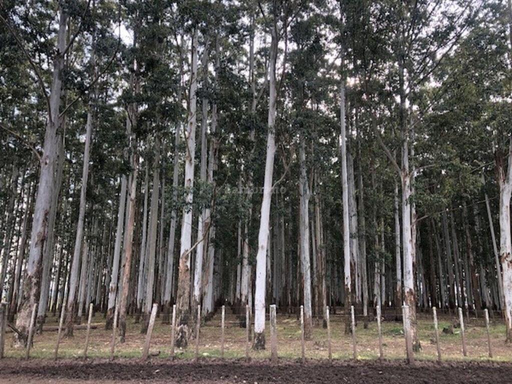 Establecimientos Ganadero Agrícolas I Cerro Largo I Ha: 650