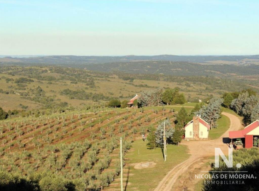 Campo con producción de olivo , Ideal para quien desea inv