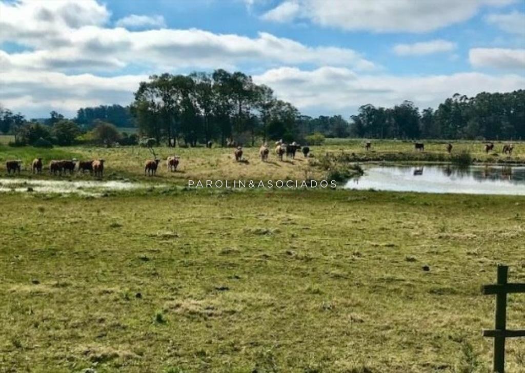 CHACRA 5 HECTAREAS EN HARAS DE MEDELLIN, PUNTA