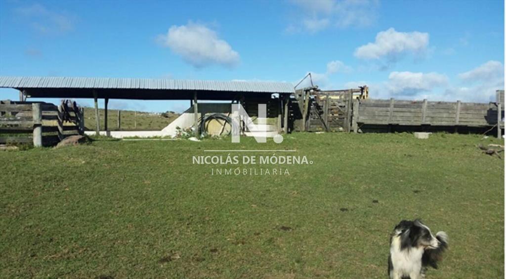 En venta campo tipo criador en Montevideo - y