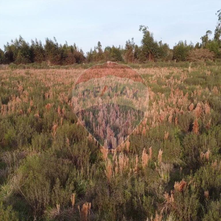 Venta de Campo 3 Ha. en Ruta 8 Km.45 Empalme Olmos