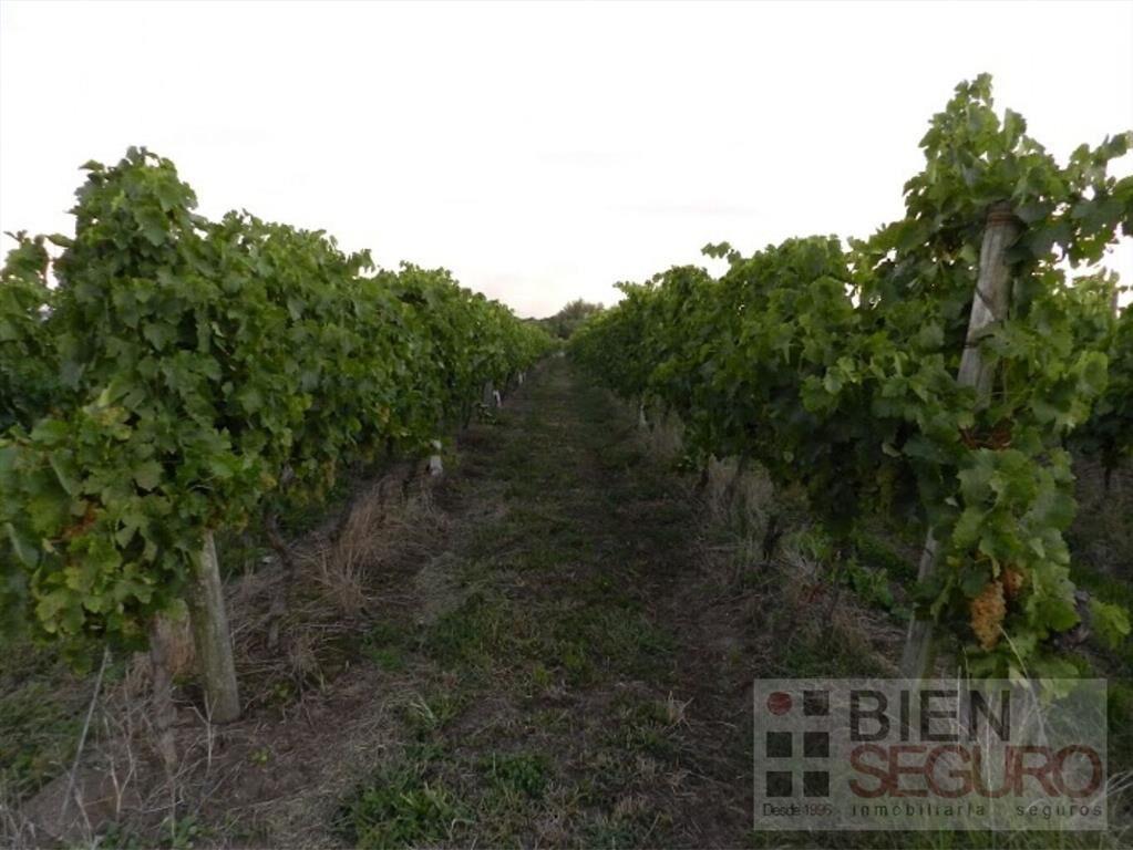 Chacra de 11,7 hás, con bodega y viñedos, en venta próximo