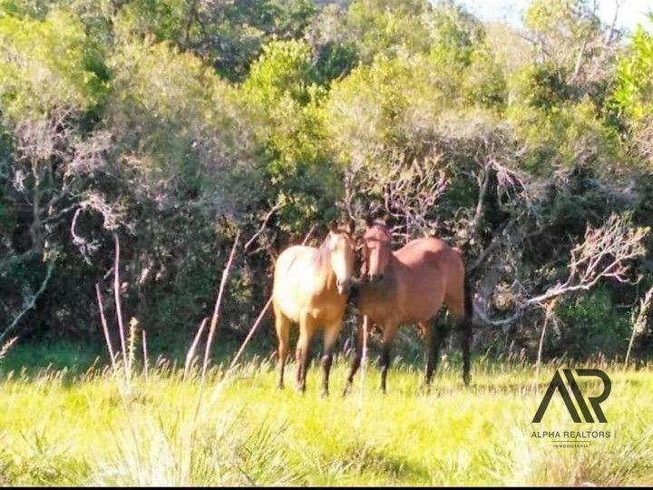 Campo en venta Lavalleja