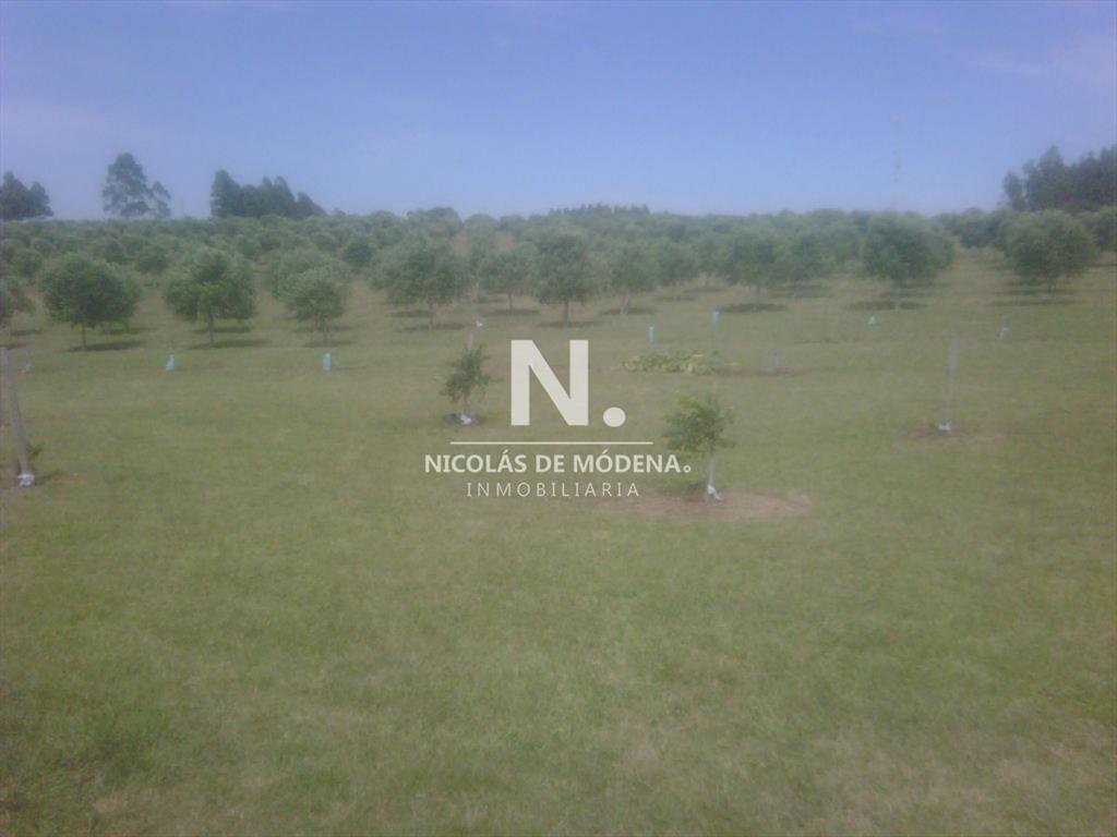 HERMOSA CHACRA CON PRODUCCION DE OLIVOS