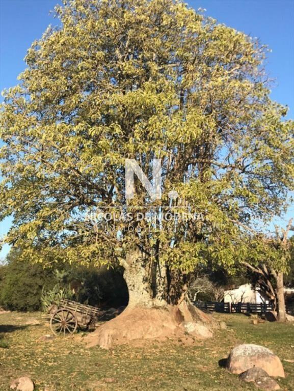 Campo ganadero en venta.