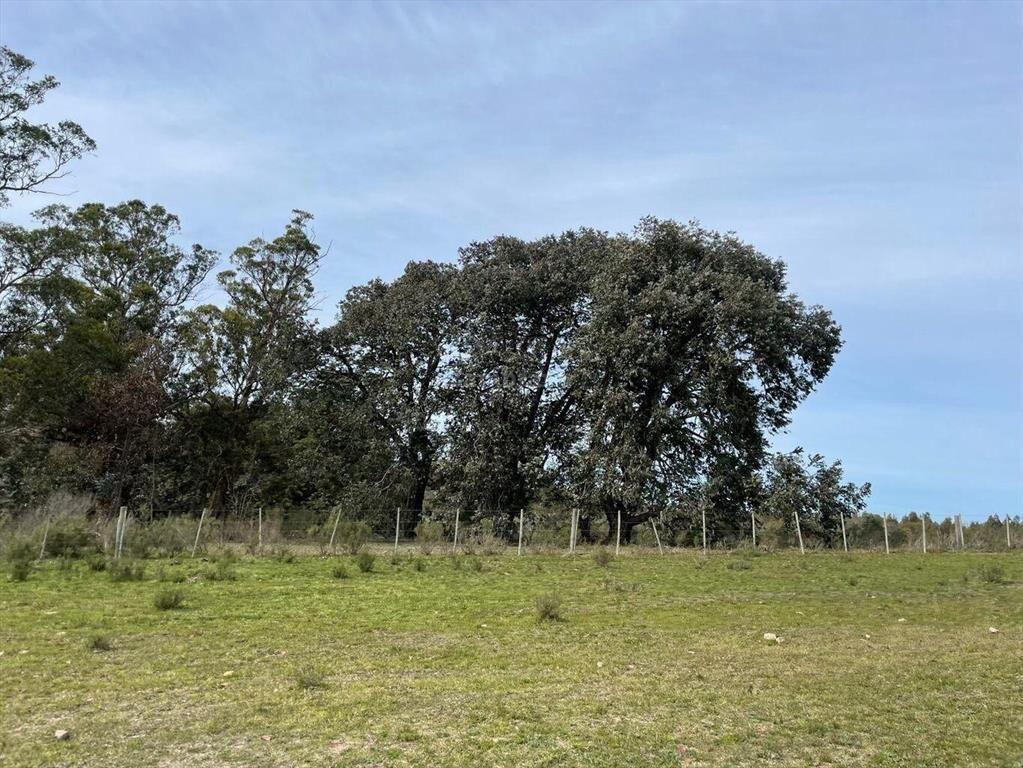Establecimiento ganadero I Canelones I 400 has