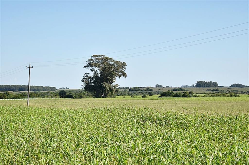36 ha. sobre ruta 9