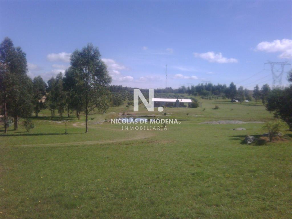 HERMOSA CHACRA CON PRODUCCION DE OLIVOS