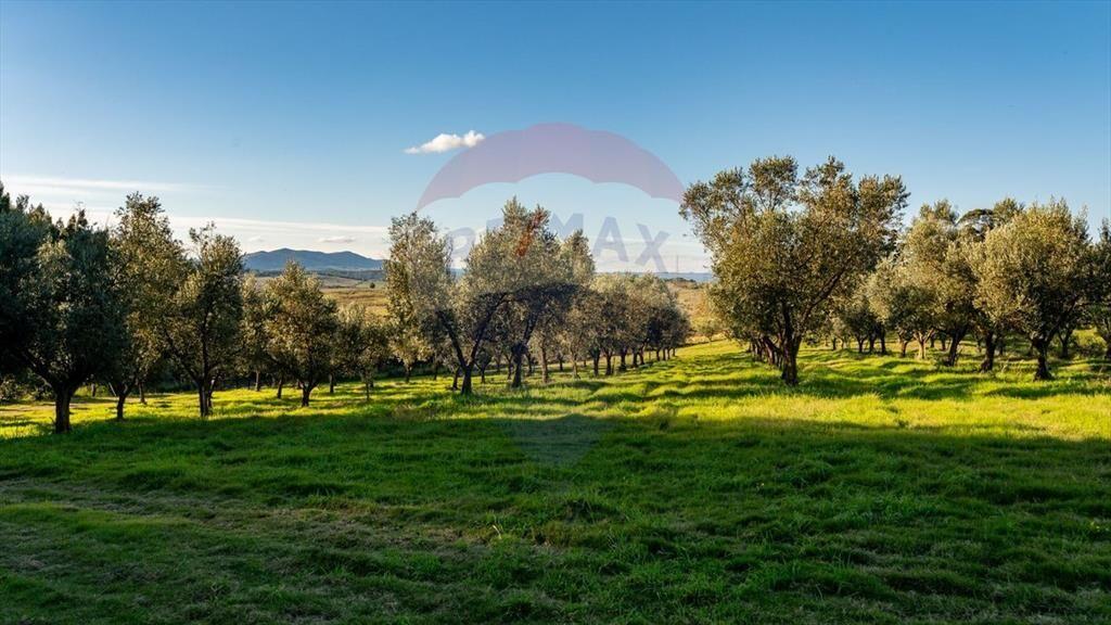 Venta de Campo con olivos en Rocha