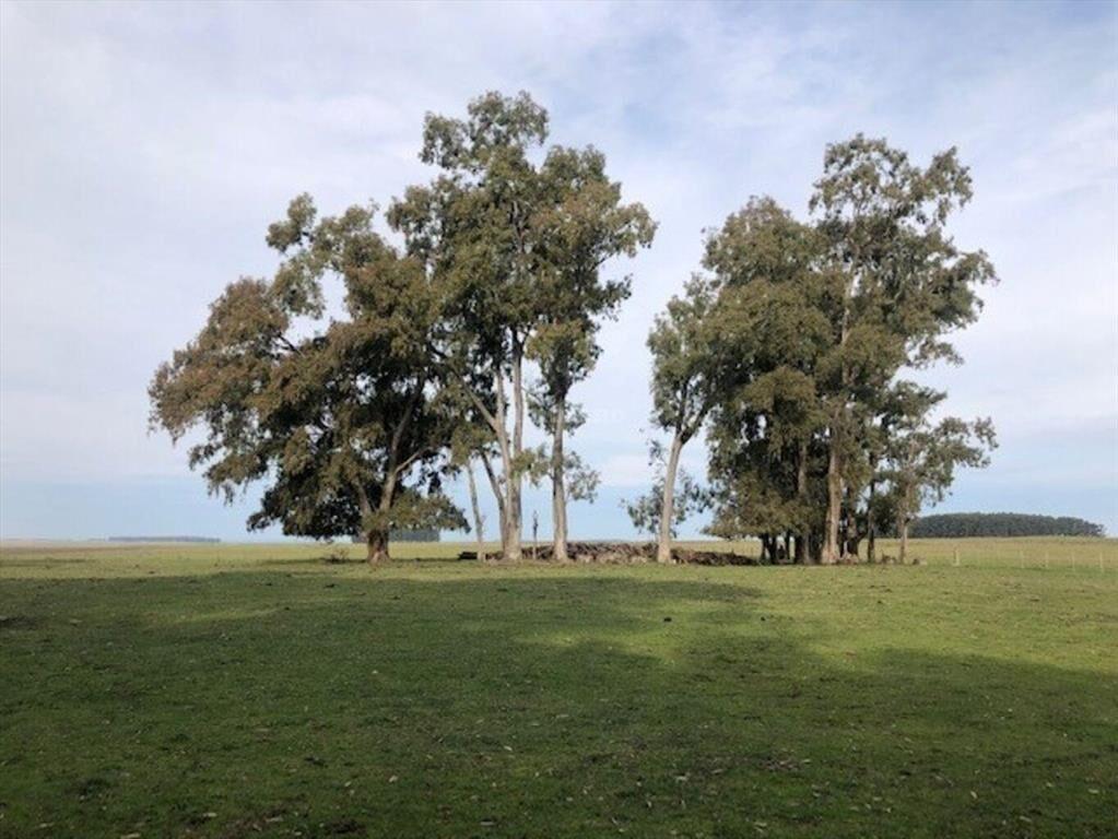 Establecimientos Ganadero Agrícolas I Cerro Largo I Ha: 650