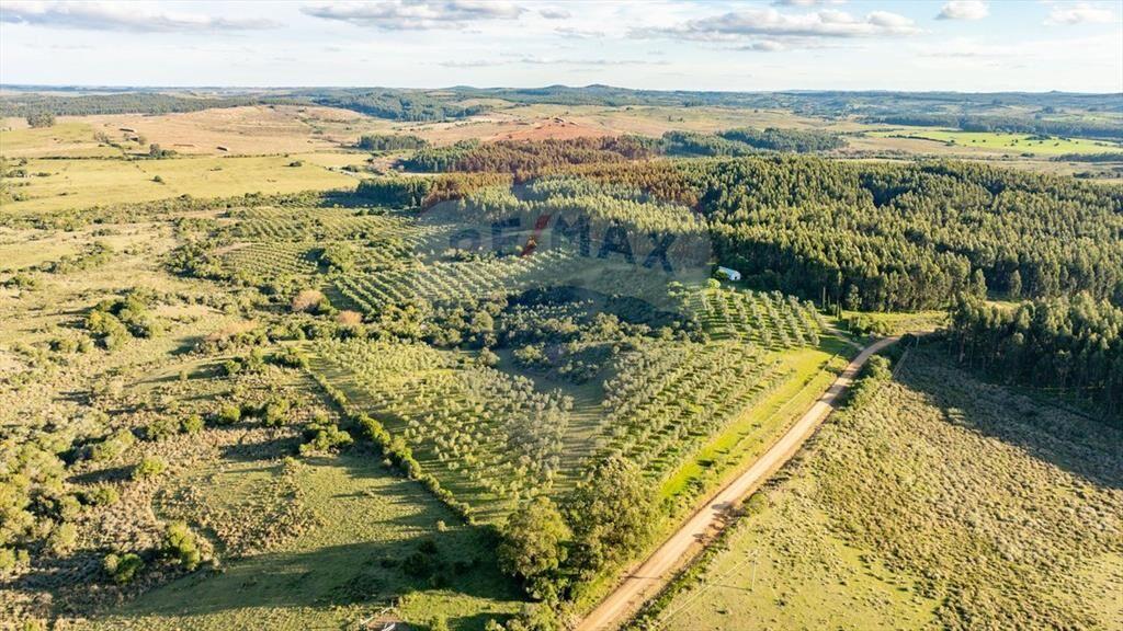 Venta de Campo con olivos en Rocha