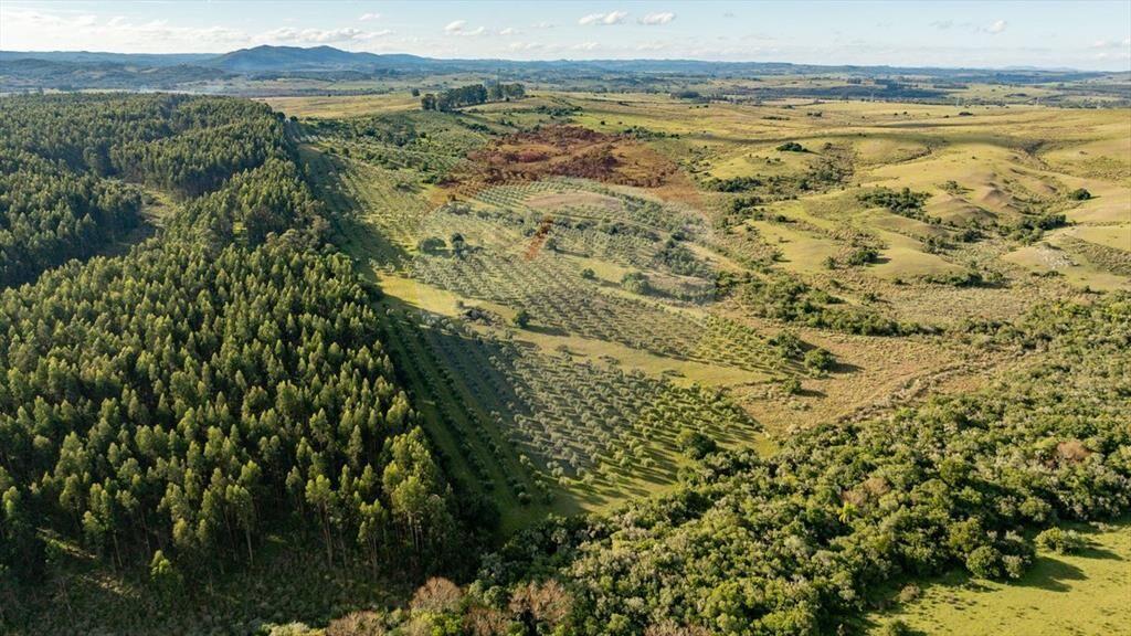 Venta de Campo con olivos en Rocha