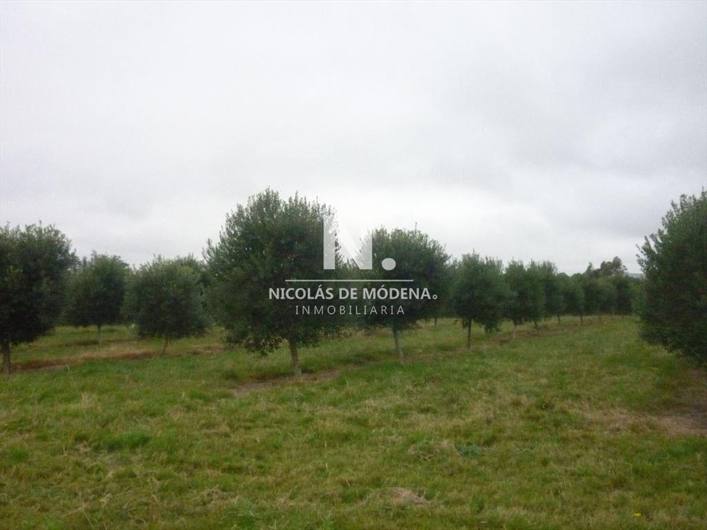 HERMOSA CHACRA CON PRODUCCION DE OLIVOS