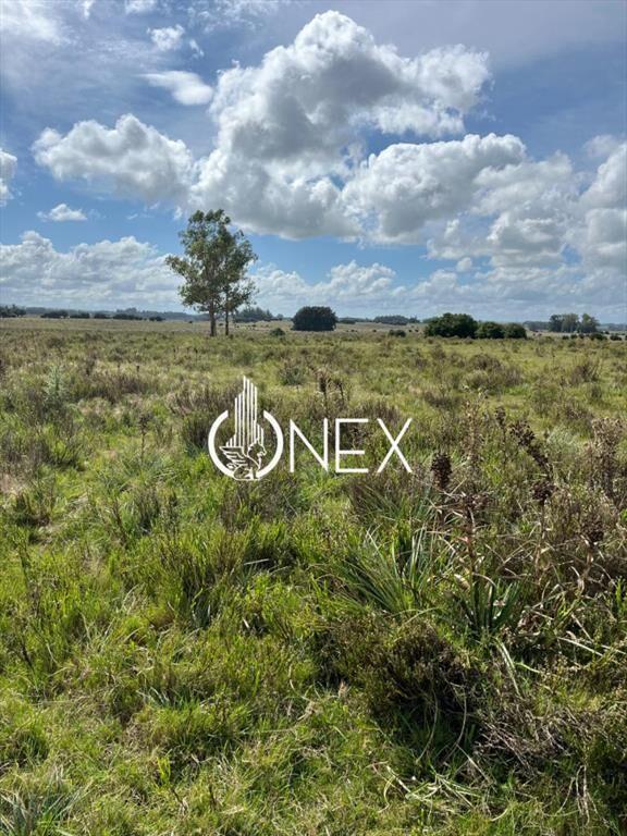 Gran campo agrícola Ganadero 77 hectáreas en a